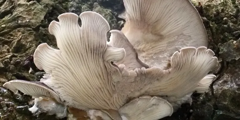 Eine Gruppe großer, heller Austernpilze wächst mit ihren fächerförmigen Hüten und sichtbaren Lamellen auf einem dunklen, felsigen Untergrund.